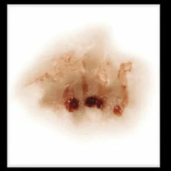 Zombie Nose Transfer Tattoo -Disney Sales transfers ZombieNose 450x450.jpg 73948.1674314489